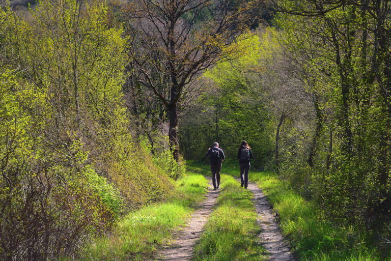 Walking on forest path